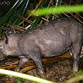 Two feral pigs were sighted along the boardwalk section of the Centenry Lakes in Cairns. <br />Canon EOS 6D + Tamron SP AF Di 200-500